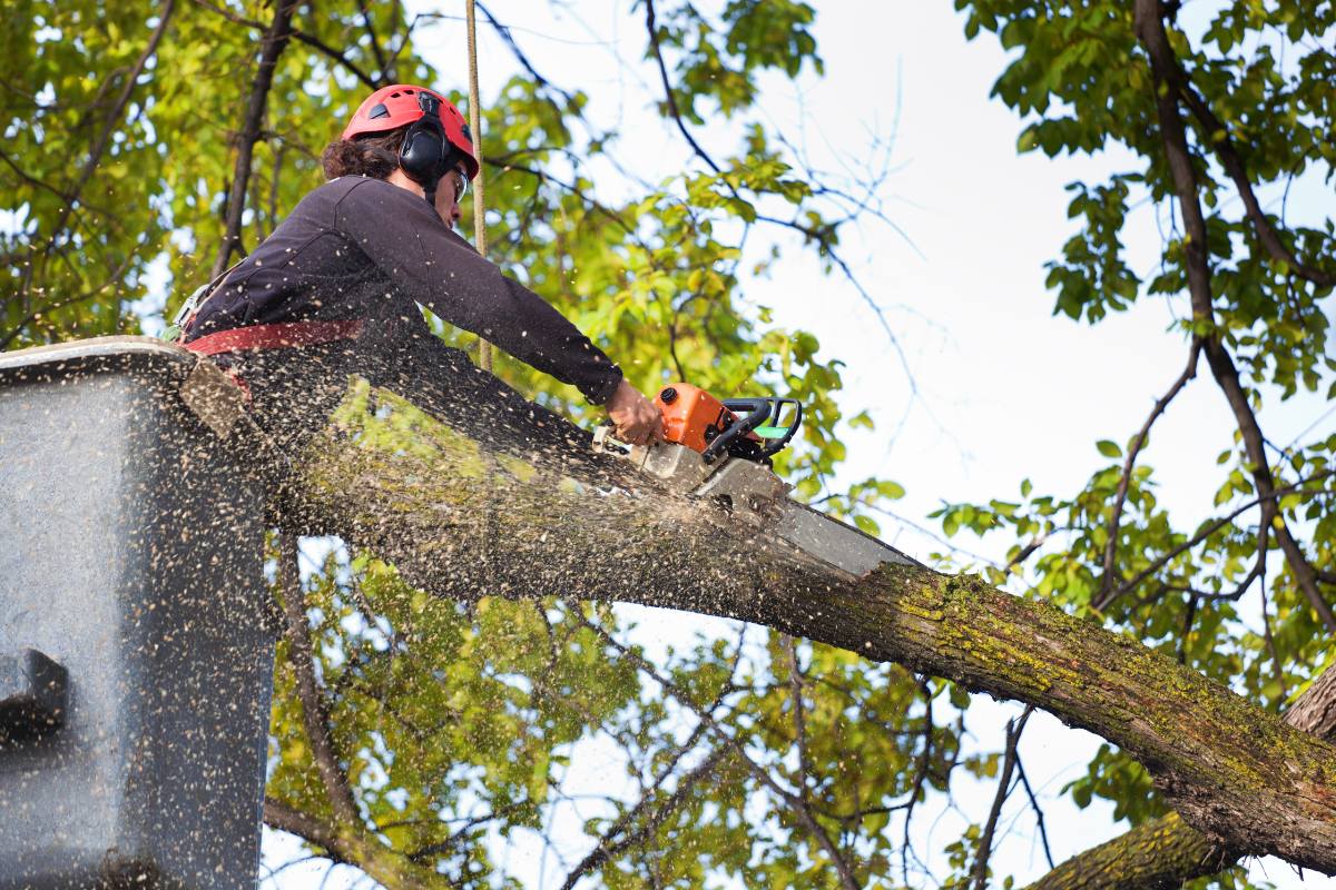 tree service in dickson,tn